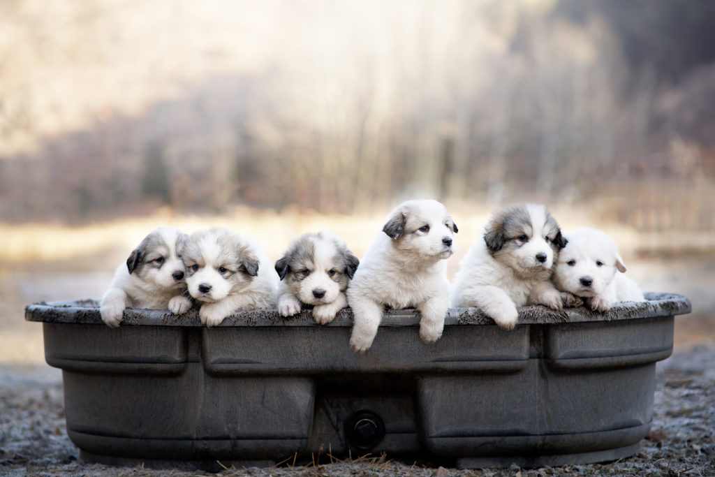 Photo of 5 week old puppies in a bucket